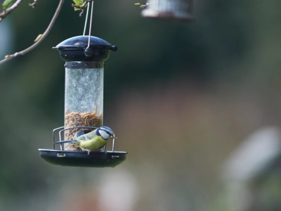 Blue Tit at Stogumber - Neil Russell